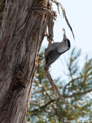 White-breasted nuthatch / Witborstboomklever