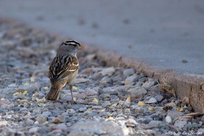 White-crowned sparrow / Witkruingors