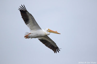 White pelican / Witte pelikaan