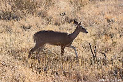 White-tailed deer / Witstaarthert