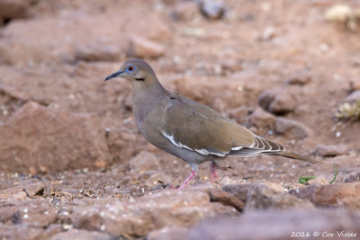 White-winged dove / Witvleugeltreurduif