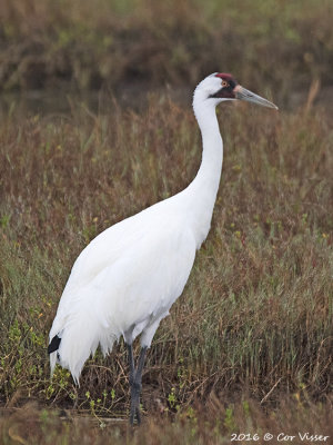 Whooping crane / Trompetkraanvogel
