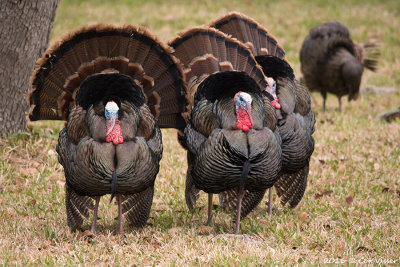 Wild turkey / Kalkoen