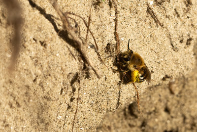 Schorzijdebij / Colletes halophilus