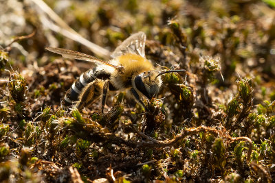 Schorzijdebij / Colletes halophilus