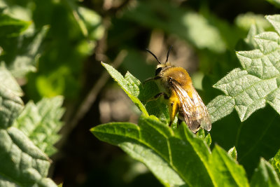 Colletes halophilus / Schorzijdebij