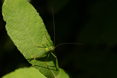 Struiksprinkhaan / Leptophyes punctatissima