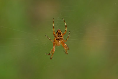 Araneus diadematus / Kruisspin