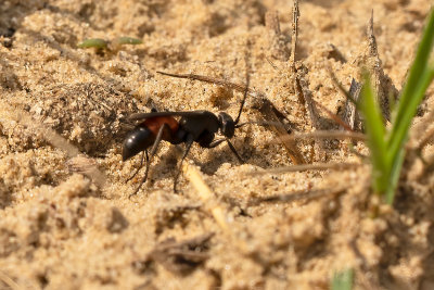 Evagetes pectinipes / Kam-koekoekspinnendoder