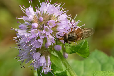 Gewone snuitvlieg / Rhingia campestris