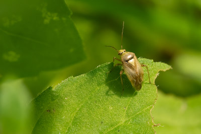 Lygus rugulipennis / Behaarde schaduwwants