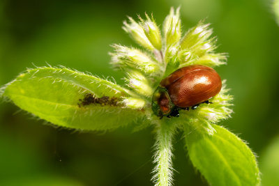 Chrysolina polita / Moertje