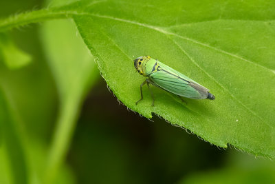 Cicadella viridis - Groene rietcicade