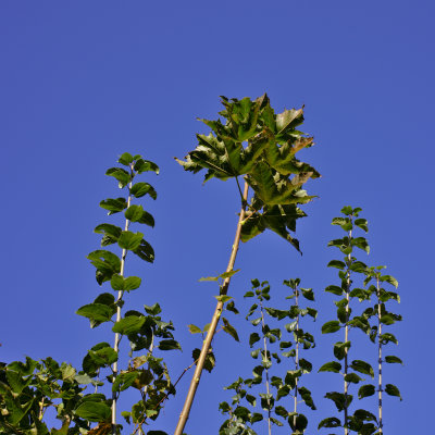 F1V00722.jpg