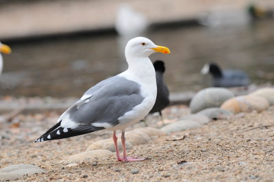 western_gull