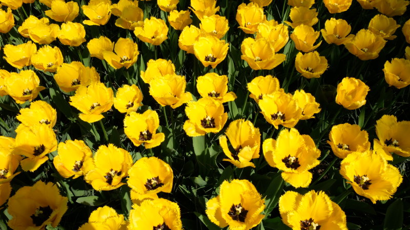 DSCF2373.JPG