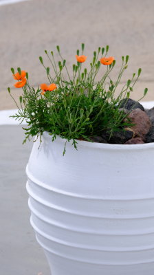 DSCF3296.JPG