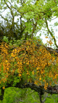 Oak Flowers (DSCF6245.JPG)