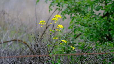 DSCF6263.JPG