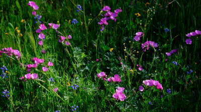 DSCF6476.JPG