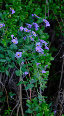 DSCF6479.JPG