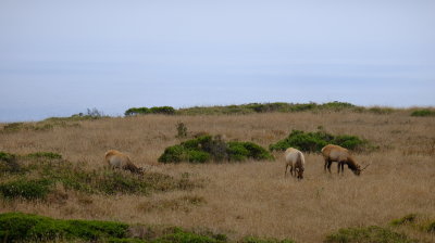 Tomales State Park - 07/18/20