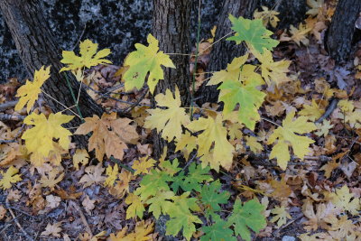 DSCF0036.JPG