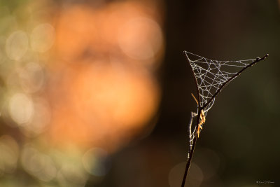 Dreamcatcher