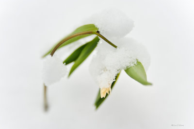 Bellwort In Snow