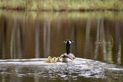 Mother & Father Goose