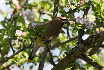 Waxwing Invasion