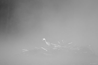 Heron In Mist