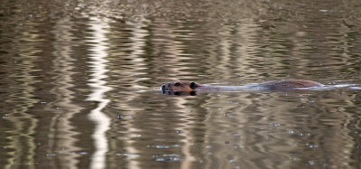 Beaver Swim