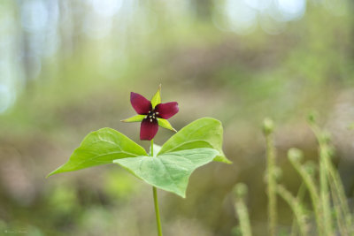 Another Red Trillium