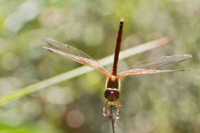 Autumn Meadowhawk & Friend