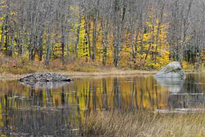 Backwoods Beaver Pond II