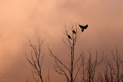 Three Blackbirds At Sunrise