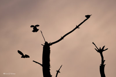Three More Blackbirds At Sunrise