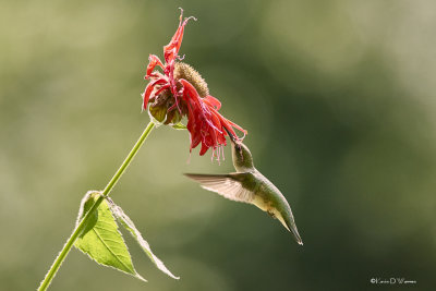 Lady Hummer & Bee Balm