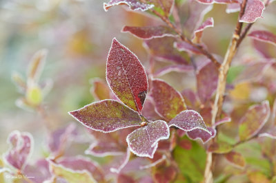 Frosted
