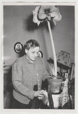 Dorothea berg with large flower (photos of her parents Per Johan and Ella on the wall)