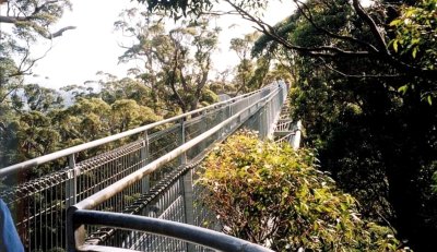055-Tree walk-2.jpg