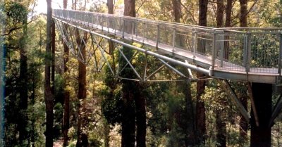 058-Tree walk-5.jpg