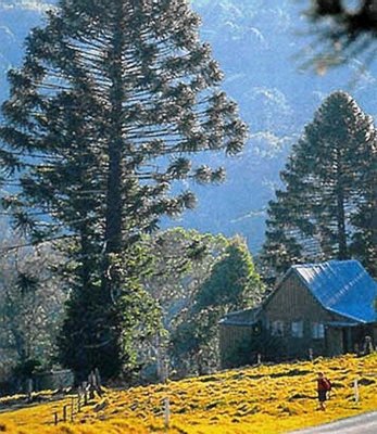 0008-Ul.agm 99 Atherton Tablelands FNQ.jpg