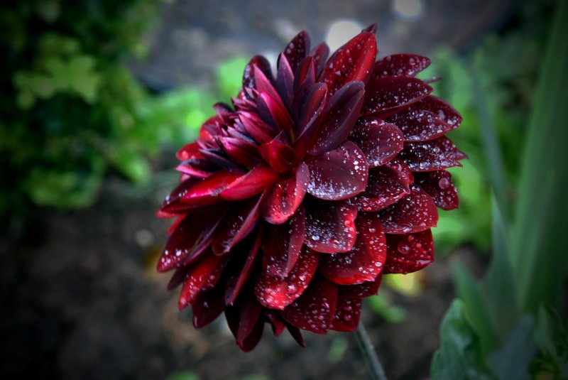 new burgandy dahlia01.jpg