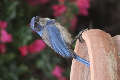 One of many scrub jays