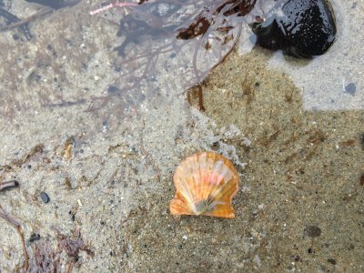 Baby Scallop