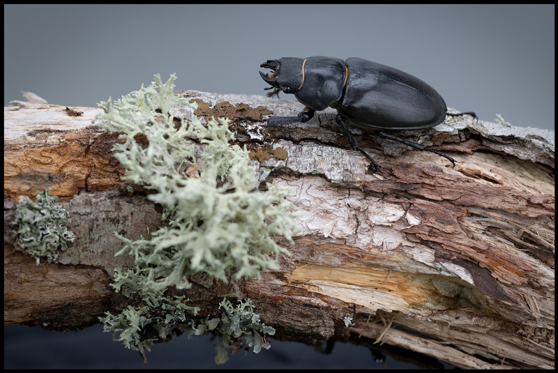 Female Stag Beetle (Ekoxe hona) - land