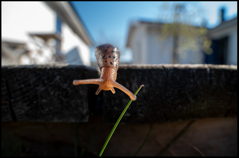 Leopard Slug (Pantersnigel) on my terrace in Grnhgen land