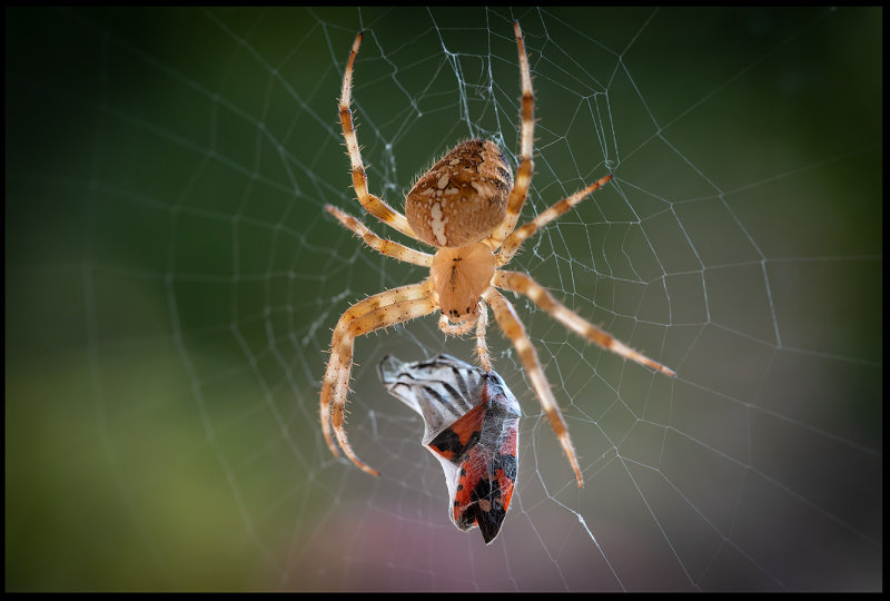 A Garden Spider (Korsspindel) with prey - land